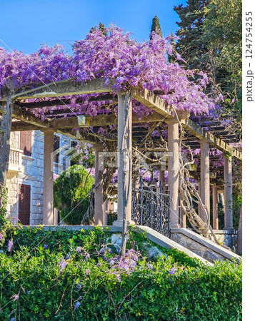 Wisteria in Bloom: A Coastal Spring in Montenegro Wisteria in Bloom: A Coastal Spring in Montenegro 124754255