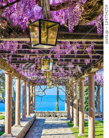 Wisteria in Bloom: A Coastal Spring in Montenegro Wisteria in Bloom: A Coastal Spring in Montenegro 124754259