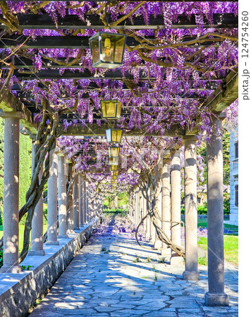 Wisteria in Bloom: A Coastal Spring in Montenegro 124754260