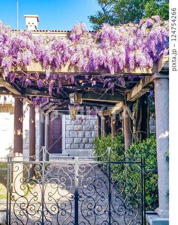 Wisteria in Bloom: A Coastal Spring in Montenegro Wisteria in Bloom: A Coastal Spring in Montenegro 124754266