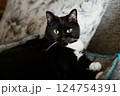 Adult large black cat on the light sofa. 124754391