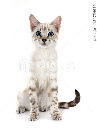 bengal kitten in studio 124754650