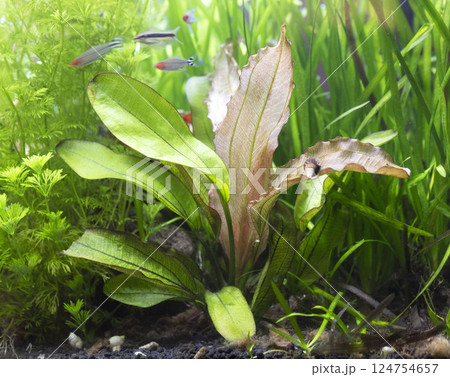 Echinodorus Red Special 124754657