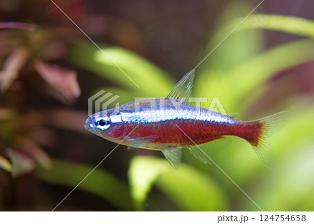 Paracheirodon axelrodi in aquarium 124754658