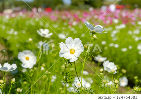 白いコスモスが咲き誇る秋の花畑 白いコスモスが咲き誇る秋の花畑 124754683