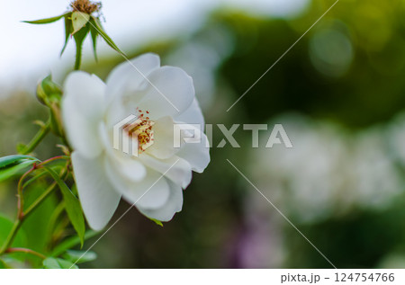 しっとりと咲く白い薔薇の横顔 しっとりと咲く白い薔薇の横顔 124754766
