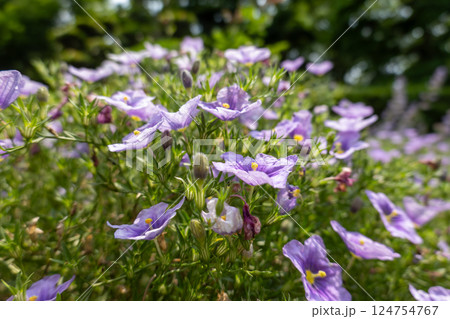 可憐な紫の花が広がる草原 124754767
