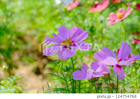 秋風に揺れるピンクのコスモス 124754768