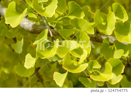 若葉が輝くイチョウの枝 124754775