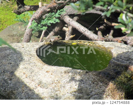 トノサマガエルと蹲（つくばい） 124754888