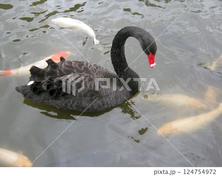 黒鳥と鯉 124754972