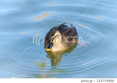 水面を見つめるカルガモのひととき 水面を見つめるカルガモのひととき 124754980