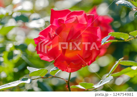 光を透かして輝く赤と黄のバラ 124754981