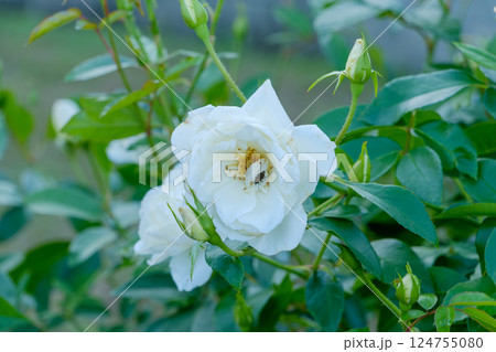 純白に咲く薔薇と訪れる昆虫 124755080