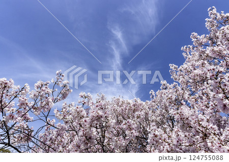 青空と満開の桜風景-4 青空と満開の桜風景-4 124755088