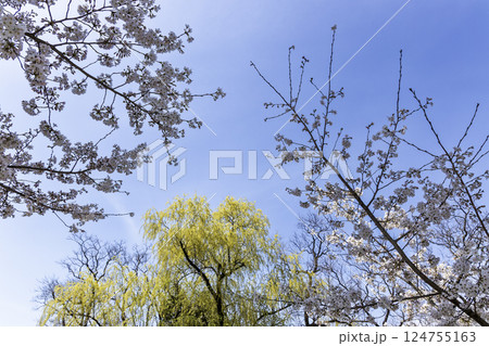 桜と柳の新芽の風景 124755163