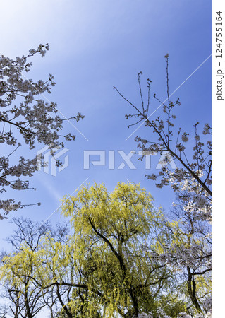 桜と柳の新芽の風景-2 124755164