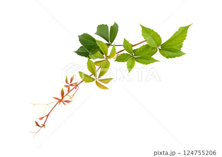 Grape vine isolated on white. Grape vine isolated on white. 124755206