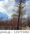 Scenic view of tall bare tree in park with cloudy blue sky, people walking on path, body of water, and diverse trees in background. Tranquil natural setting 124755882