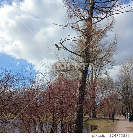 Scenic view of tall bare tree in park with cloudy blue sky, people walking on path, body of water, and diverse trees in background. Tranquil natural setting Scenic view of tall bare tree in park with cloudy blue sky, people walking on path, body of water, and diverse trees in background. Tranquil natural setting 124755882