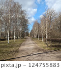 Serenity of a winding dirt path through a birch tree grove. White bark contrasts with brown branches, ground covered in leaves under blue sky 124755883