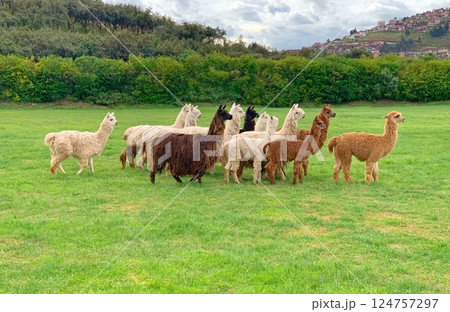 Alpacas and llamas 124757297