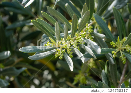 Close-up of blooming olive tree in springtime. 124758317