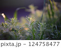 Galiume aparine and deaf nettle in backlight at sunset 124758477