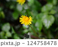 Yellow blooming dandelion against green blurred leaves 124758478