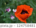 Red poppy blossom next to a columbine as a close up 124758481