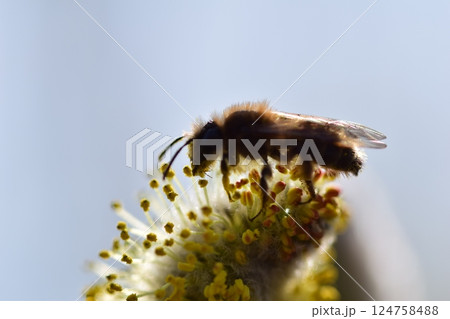 Bee on a flowering willow salicaceae against a blurred background 124758488