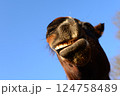 Open mouth of a brown horse as a close up from below 124758489