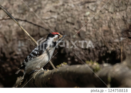 Lesser spotted woodpecker (Dryobates minor) male 124758818