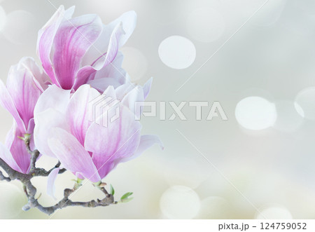 Blossoming pink magnolia Flowers 124759052