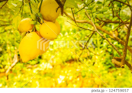 Lemon garden with fruits Lemon garden with fruits 124759057