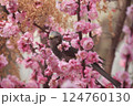 梅の花と野鳥 124760130