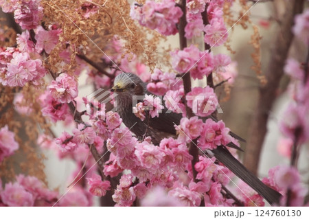 梅の花と野鳥 124760130