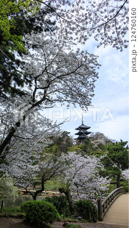 春の桜に包まれた三重塔 124760160