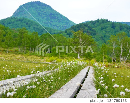 長野県山ノ内町 志賀高原 田ノ原湿原の風景より 長野県山ノ内町 志賀高原 田ノ原湿原の風景より 124760188