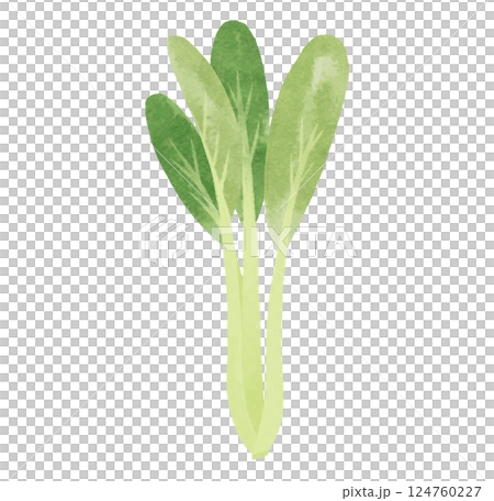 Watercolor illustration of a single stalk of komatsuna Watercolor illustration of a single stalk of komatsuna 124760227