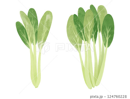 水彩風の小松菜(一株と束)のイラスト 124760228