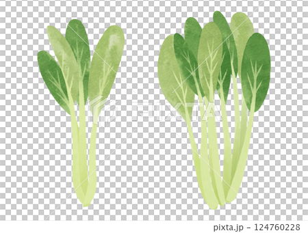 水彩風の小松菜(一株と束)のイラスト 124760228