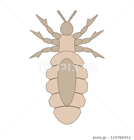 Detailed illustration of louse insect anatomy . 124760452
