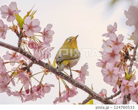 カワヅザクラと見上げるメジロ 124760533