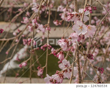 水辺の枝垂れ桜が咲き始める 124760534