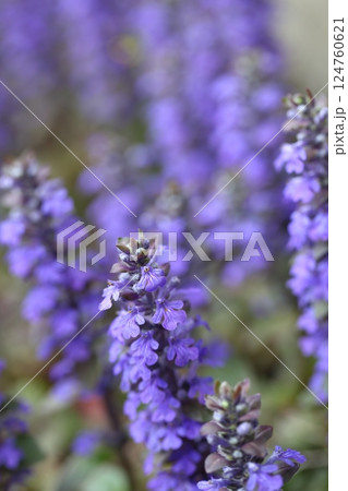 ジュウニヒトエの花 ジュウニヒトエの花 124760621