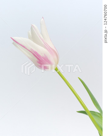 白とピンクのストライプ模様のチューリップの花【tulip】 白とピンクのストライプ模様のチューリップの花【tulip】 124760700
