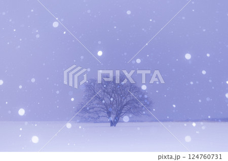 冬の北海道　しんしんと降る雪とはるにれの木 124760731
