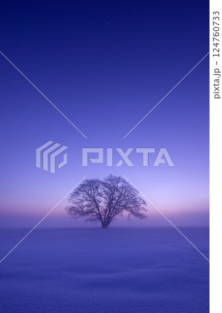 冬の北海道の夜明け前　朝霧に包まれたはるにれの木 124760733