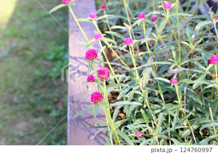 可愛い センニチコウの花 可愛い センニチコウの花 124760997
